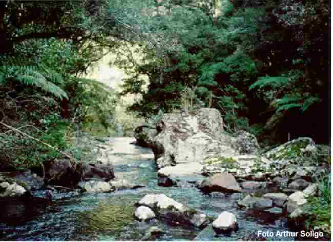 Floresta Nacional do IBAMA